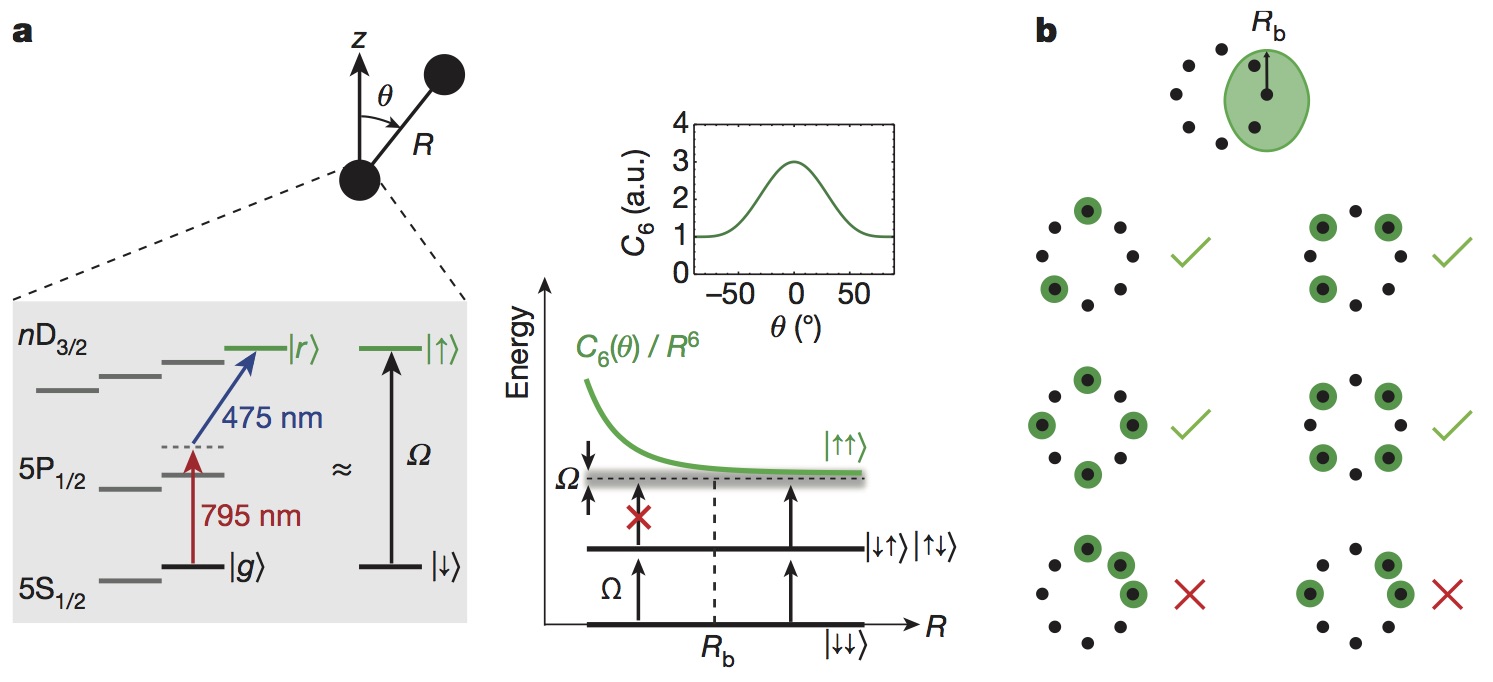 Quantum Many-Body Dynamics